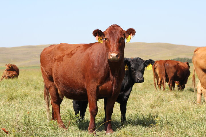 cow calf pairs Photo credit Troy Walz