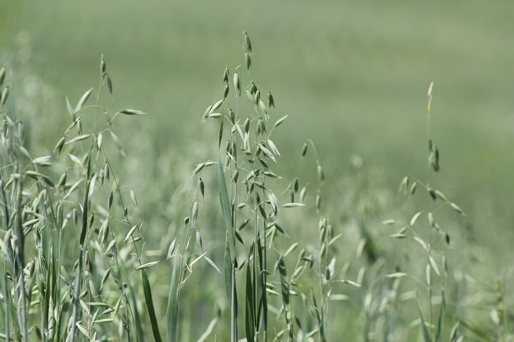 Oats
