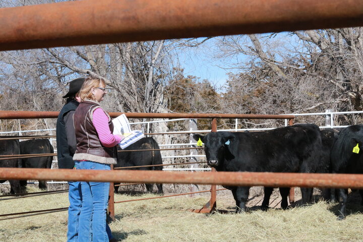 Buyers looking at a pen of bulls for sale. 