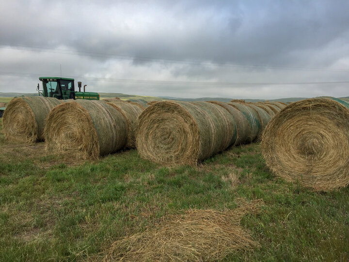 haybales in a field