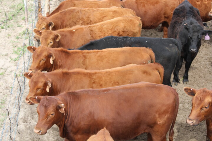 Heifers by Troy Walz