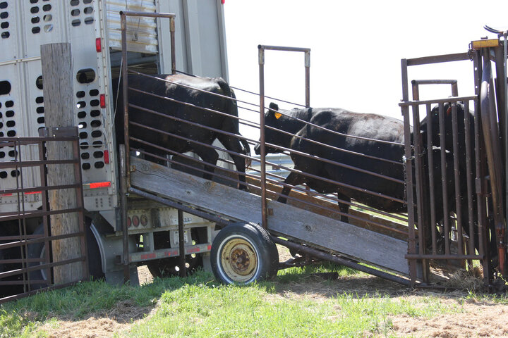 Loading cattle on a semi
