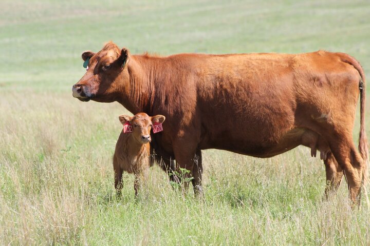 Cow calf