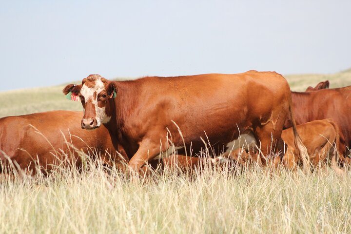 Cow