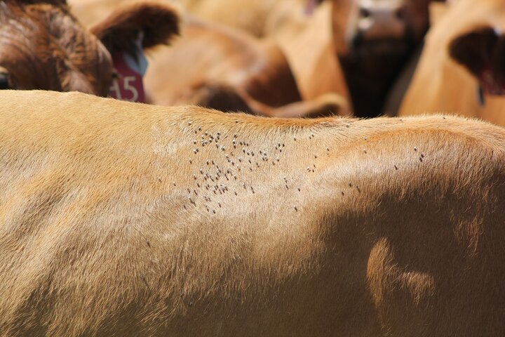 flies on a cow's back