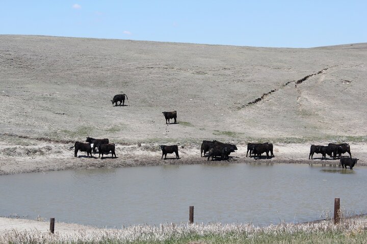 Cattle in pond