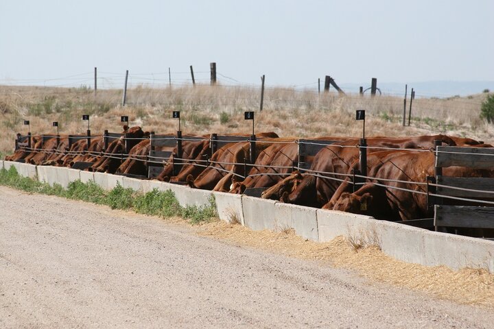 Confined feeding cows