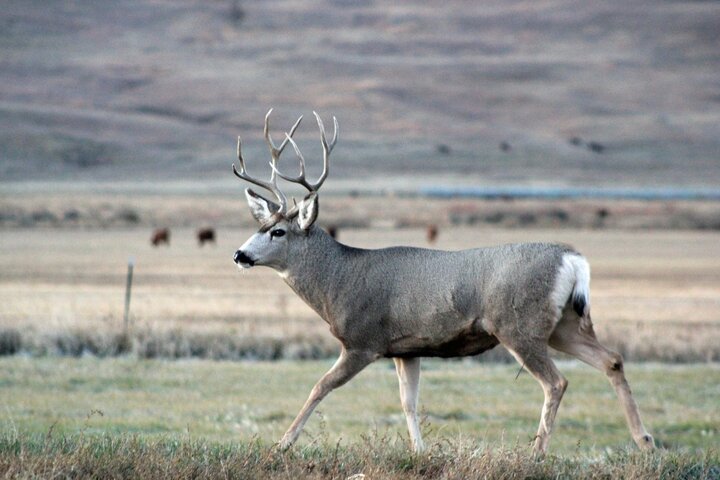 a buck running through a field