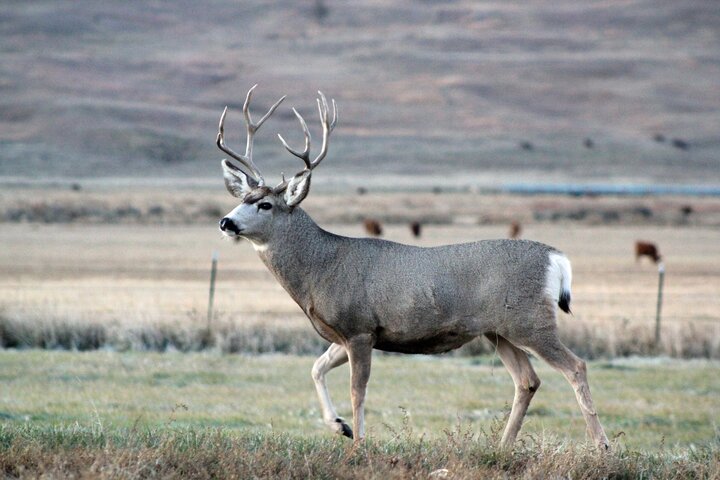 a buck running through a field