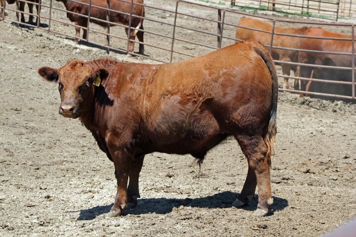 Steer in feedlot