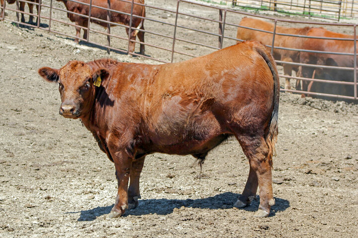 Feedlot steer