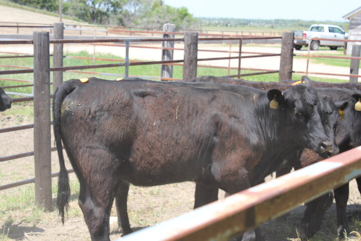 Heifers with estrus patches (Troy Walz)