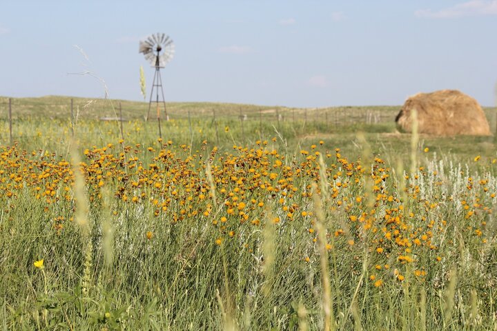 Windmill in a field