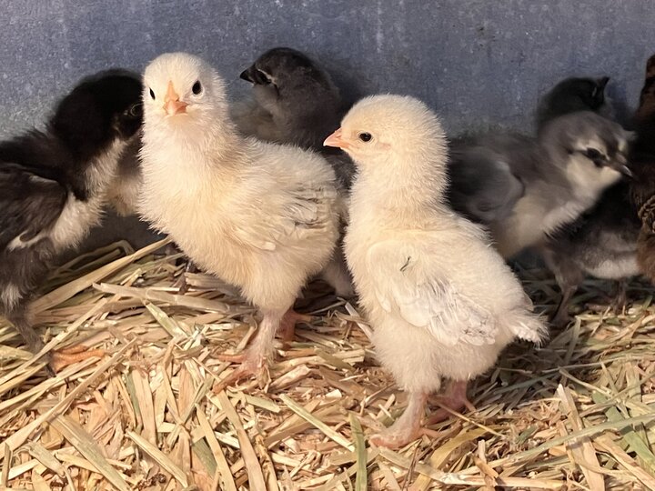 The first 4 weeks of a chicks life are critical and require extra care.  Photo credit: Wheeler Walz