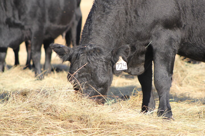 Cow eating hay