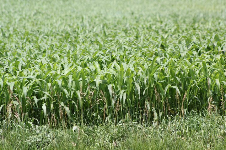 sorghum-sudangrasses