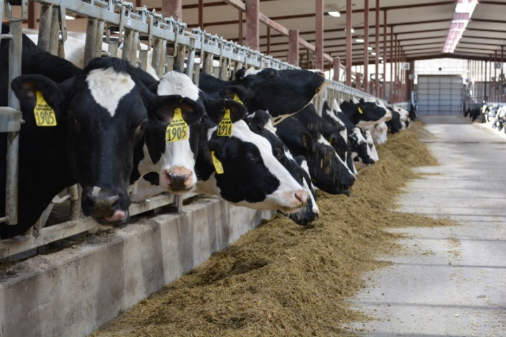 Milk cows eat their feed in a clean barn.