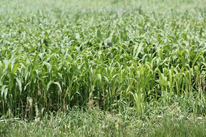 Summer annual forage