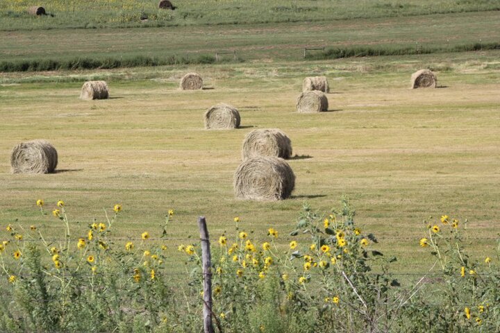Bales on meadow