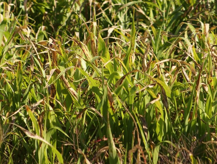 Frosted forage