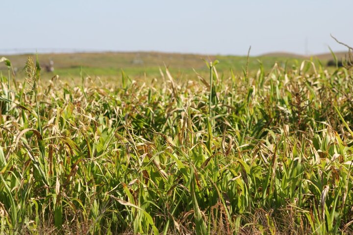 Cane field