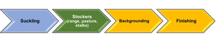 Depiction of sequential production phases from suckling calf to finishing cattle as it occurs in the industry