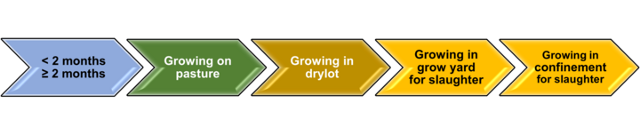 Production phases