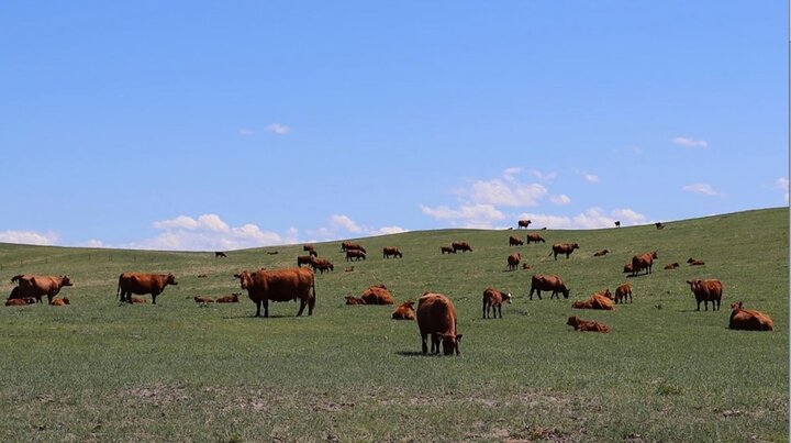 Cows grazing on rangeland