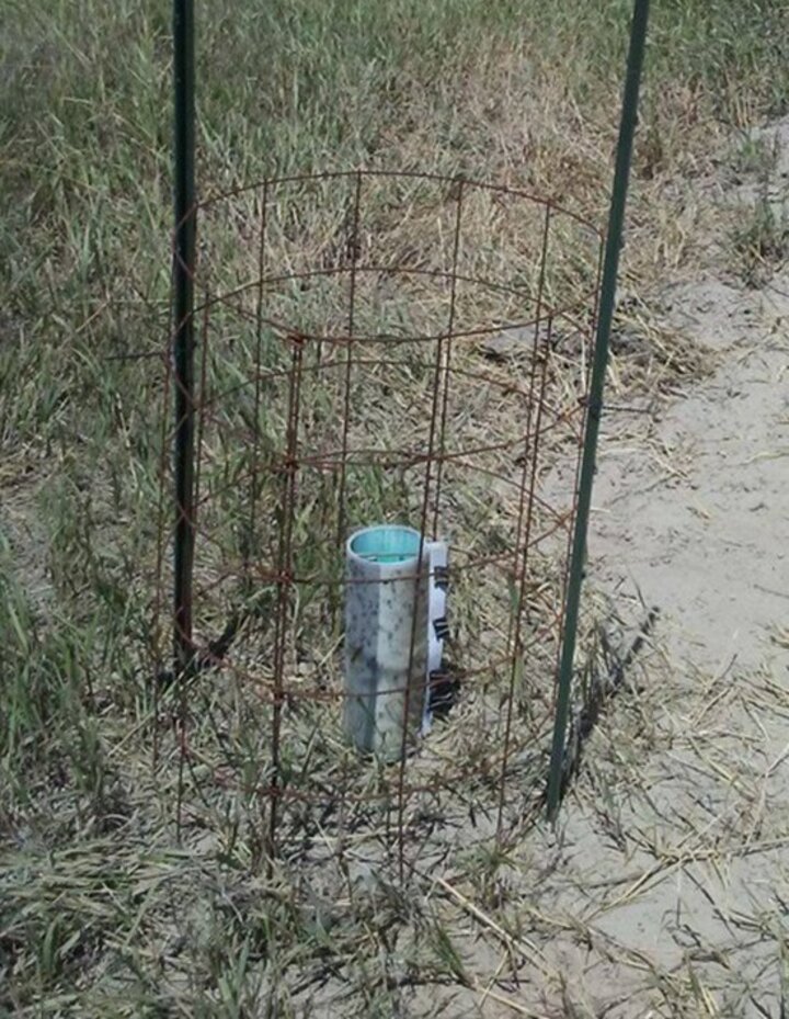  Knight Stick Stable Fly trap located in a pasture near a cattle loafing area.