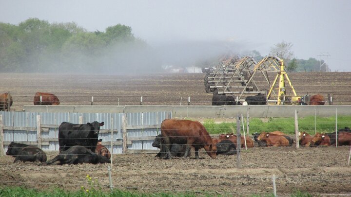 Liquid manure through pivot