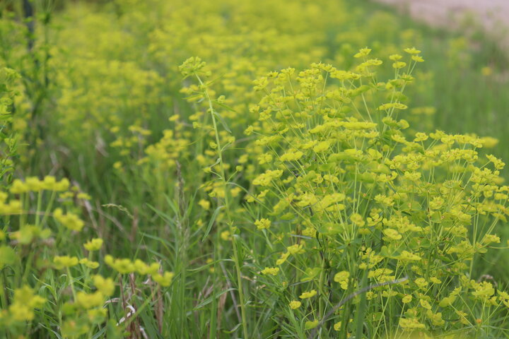 Leafy spurge flowering