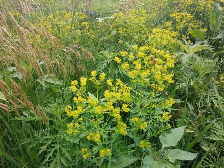 Leafy spurge