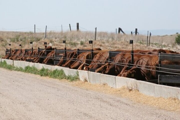 Cattle eating at a bunk