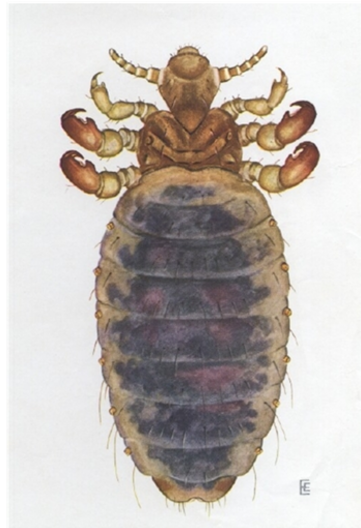 Little blue cattle louse.