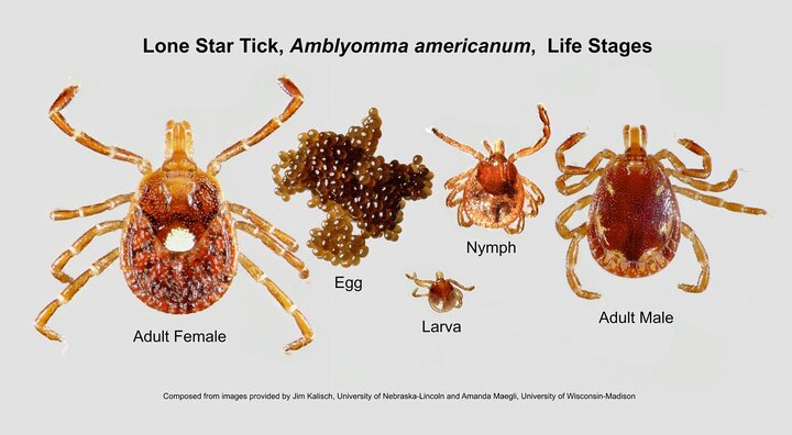 Life stages and identification of the lone star tick. 