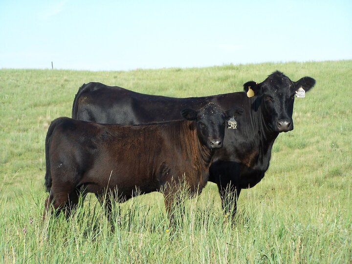 Cow and calf on range