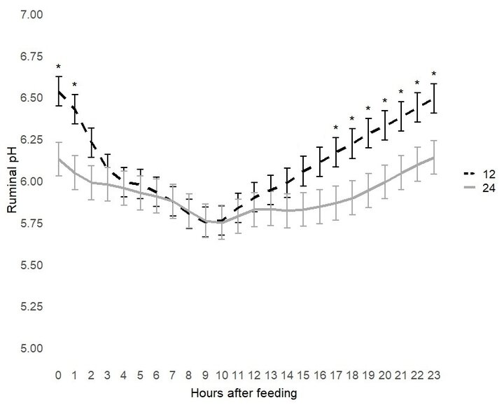 Figure 1. Effect of 12 and 24 hours of feed access on hourly mean ruminal pH during the finishing period. Asterisks denote significant differences (P<0.05) within hours.