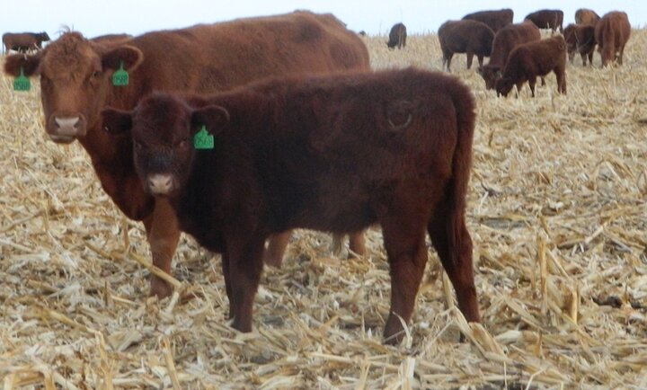 cattle grazing corn residue