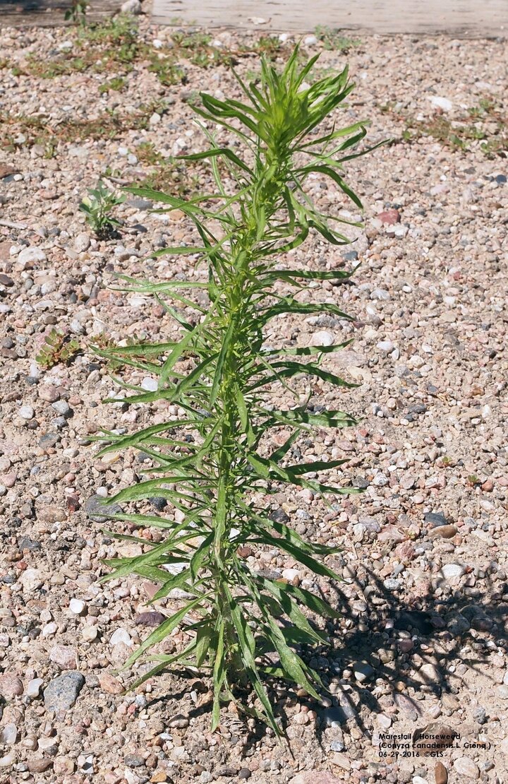 Marestail/horseweed
