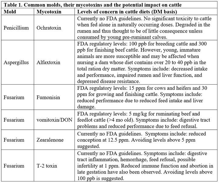 Common molds and impacts on cattle