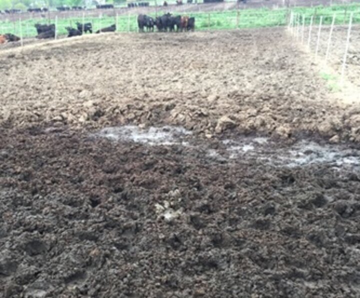 muddy feedlot