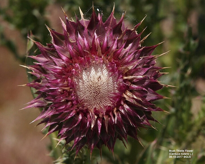Musk thistle flower