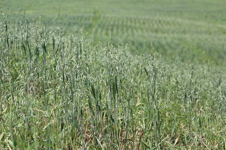field of oats
