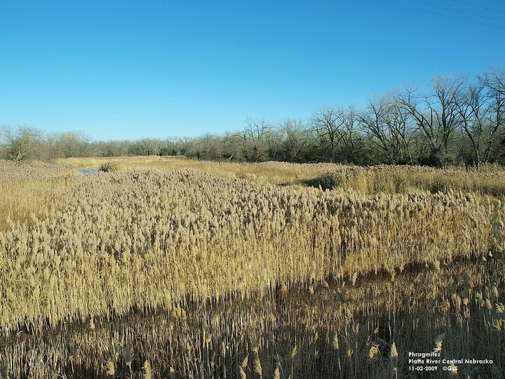 Phragmites North Platte River