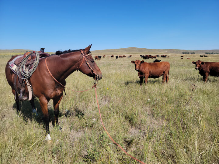 Horse and heifers