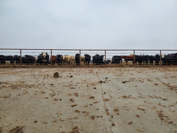 Sloping pavement feedlot