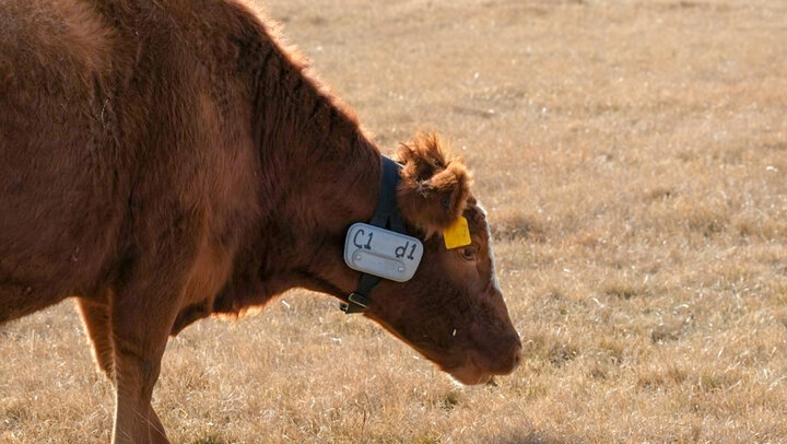 Cow with gps