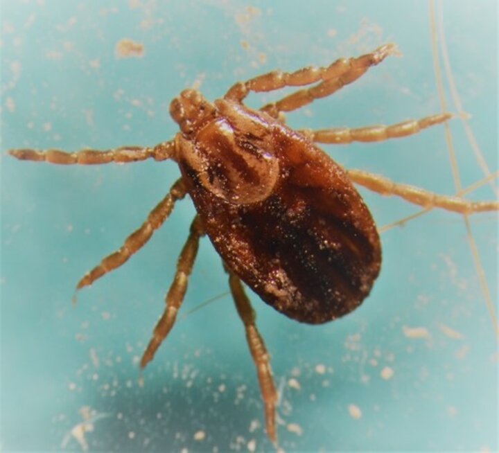 Female winter tick.