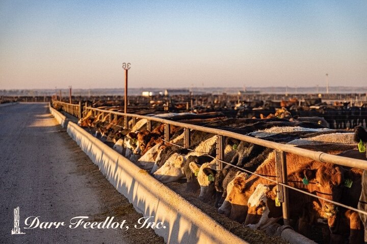 BQA Darr Feedlot