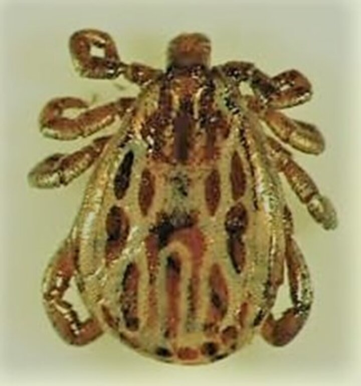 Male winter tick.